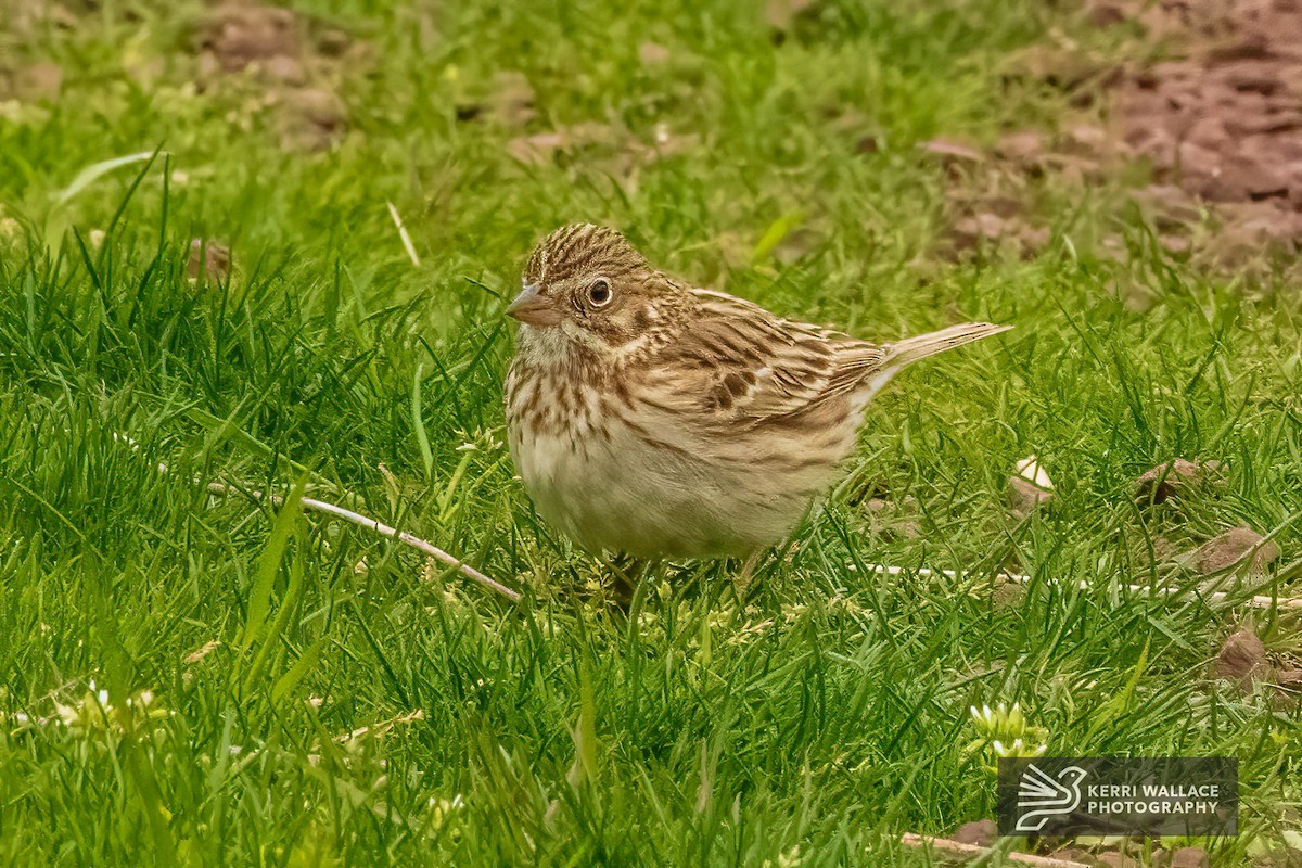 Vesper Sparrow - ML617813680