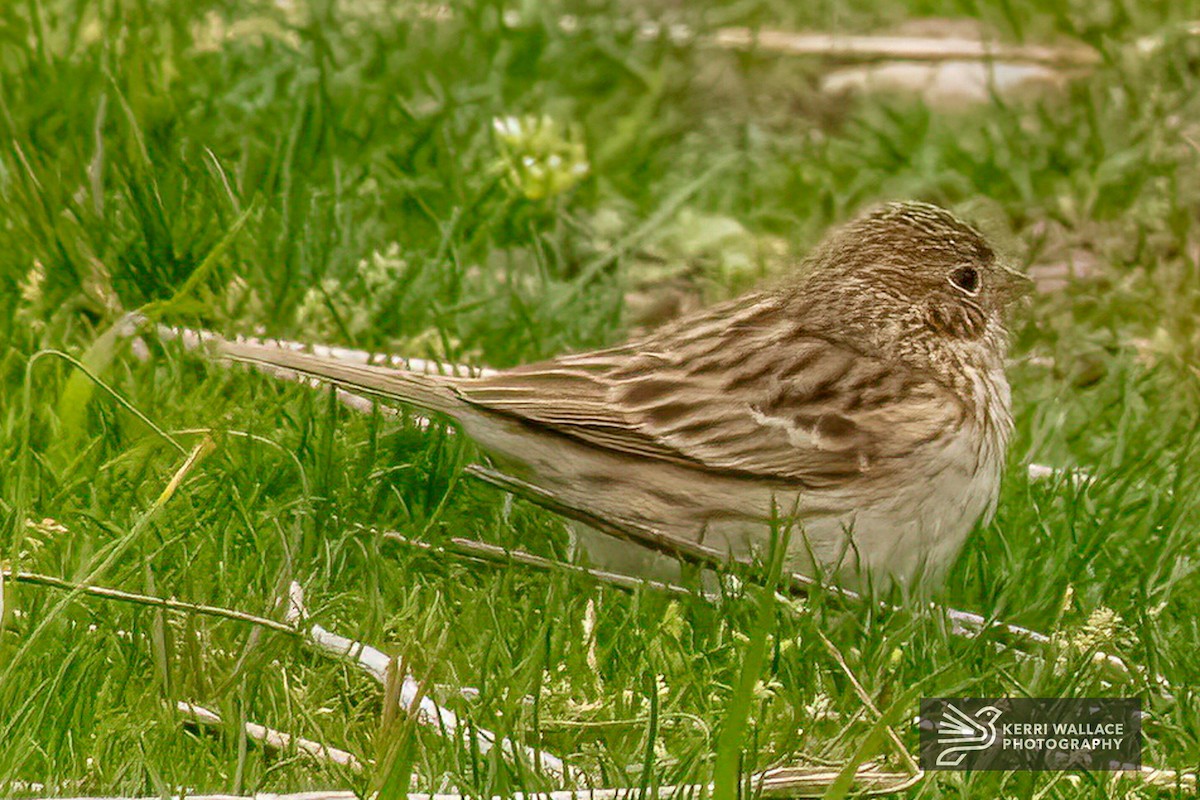 Vesper Sparrow - ML617813681