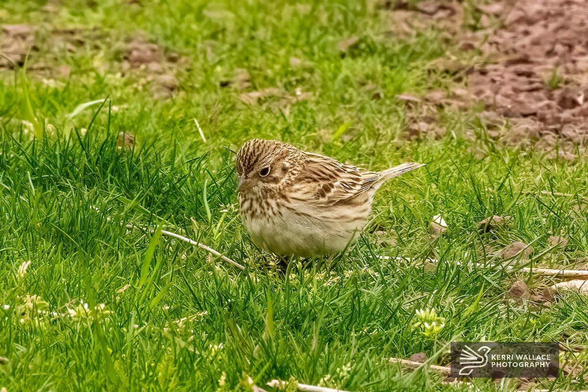 Vesper Sparrow - ML617813682