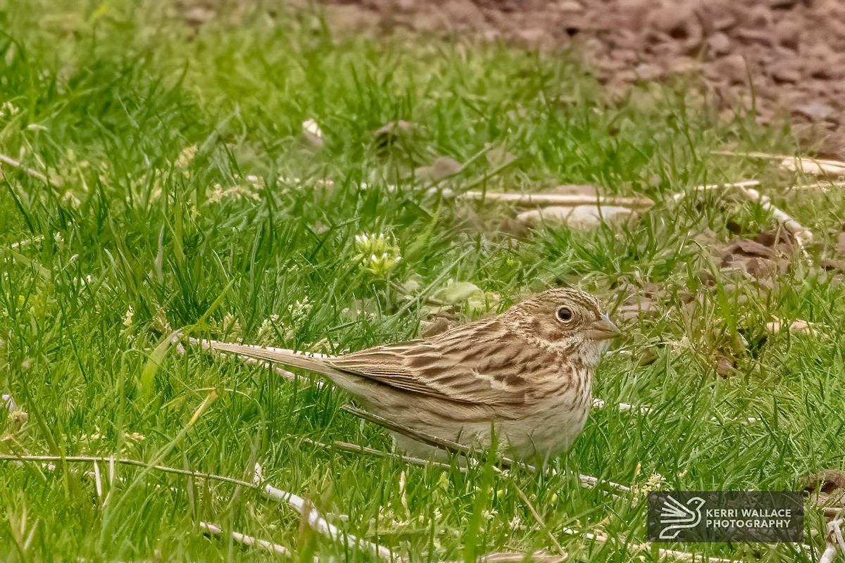 Vesper Sparrow - ML617813683