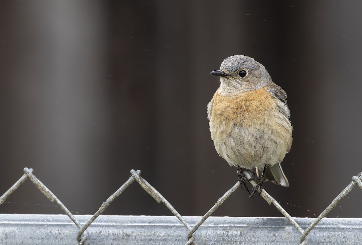 Western Bluebird - Braxton Landsman