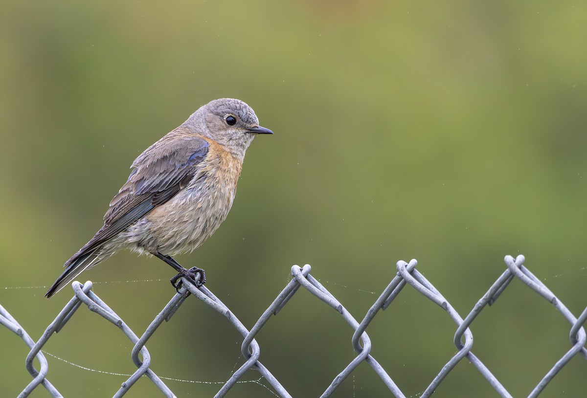 Western Bluebird - ML617813712