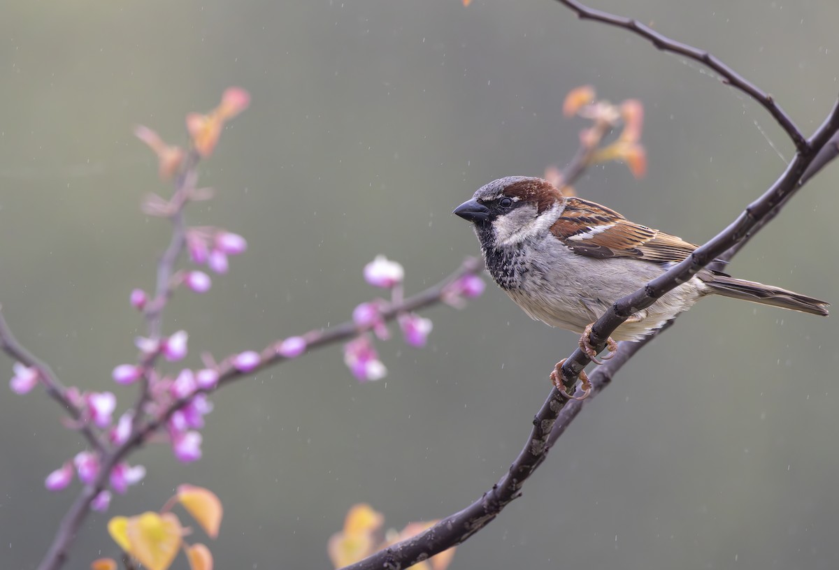 House Sparrow - Braxton Landsman