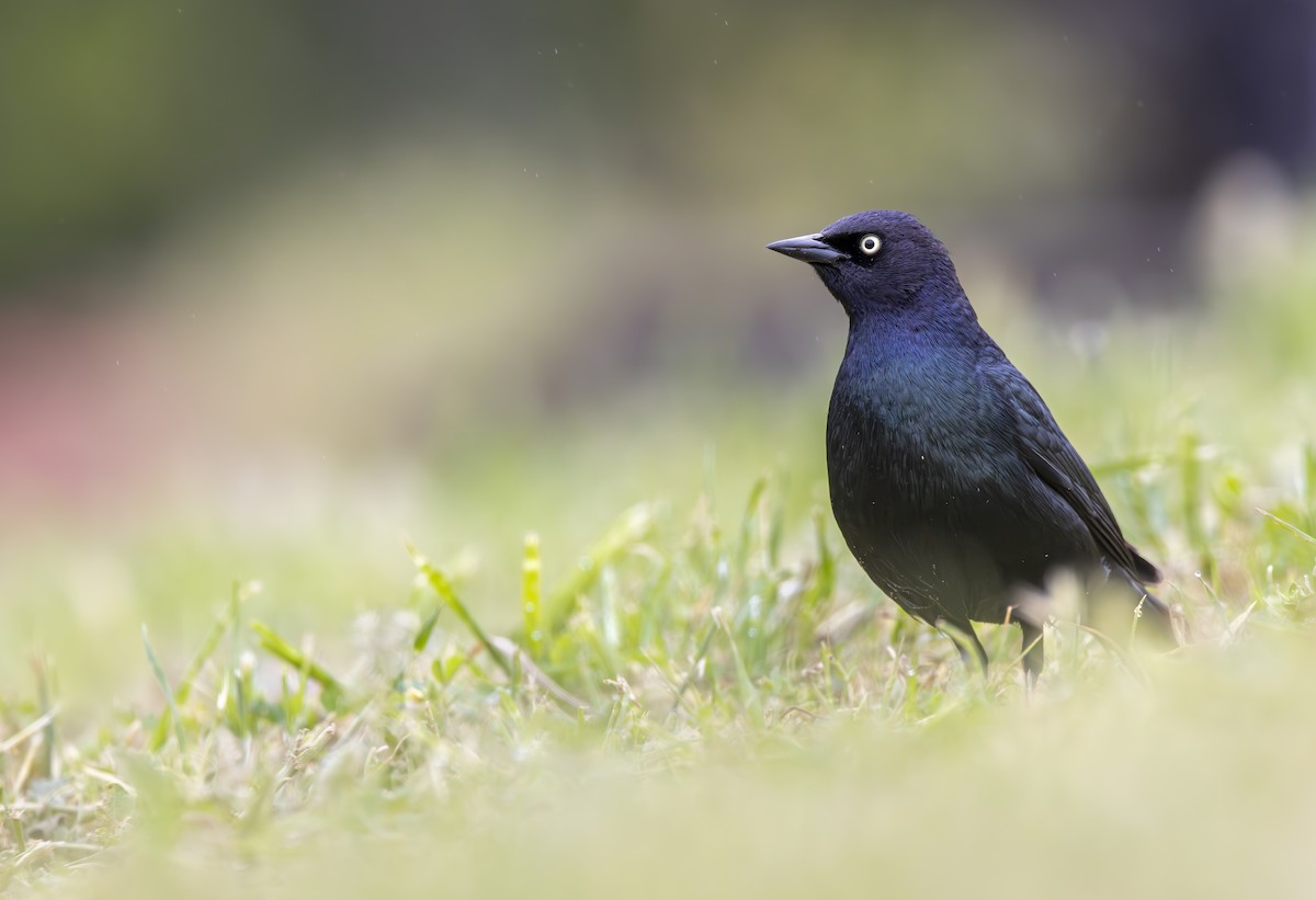 Brewer's Blackbird - ML617813715