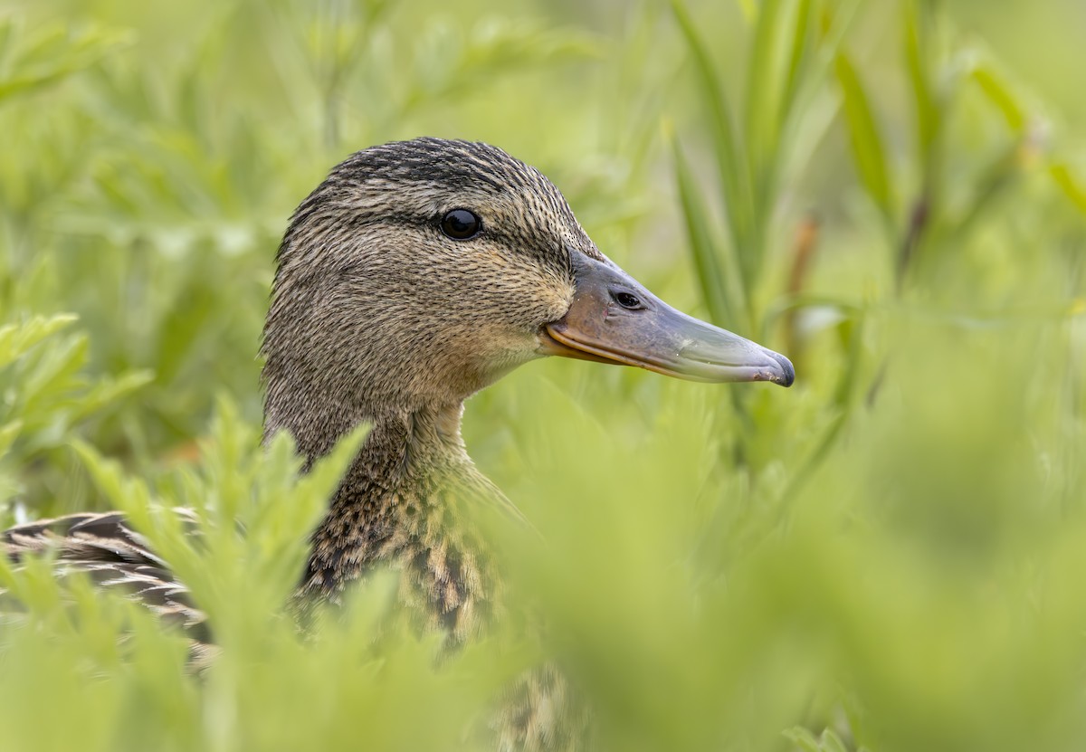 Mallard - Braxton Landsman