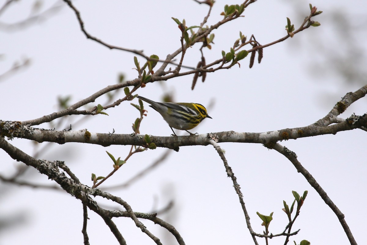 Townsend's Warbler - ML617813748