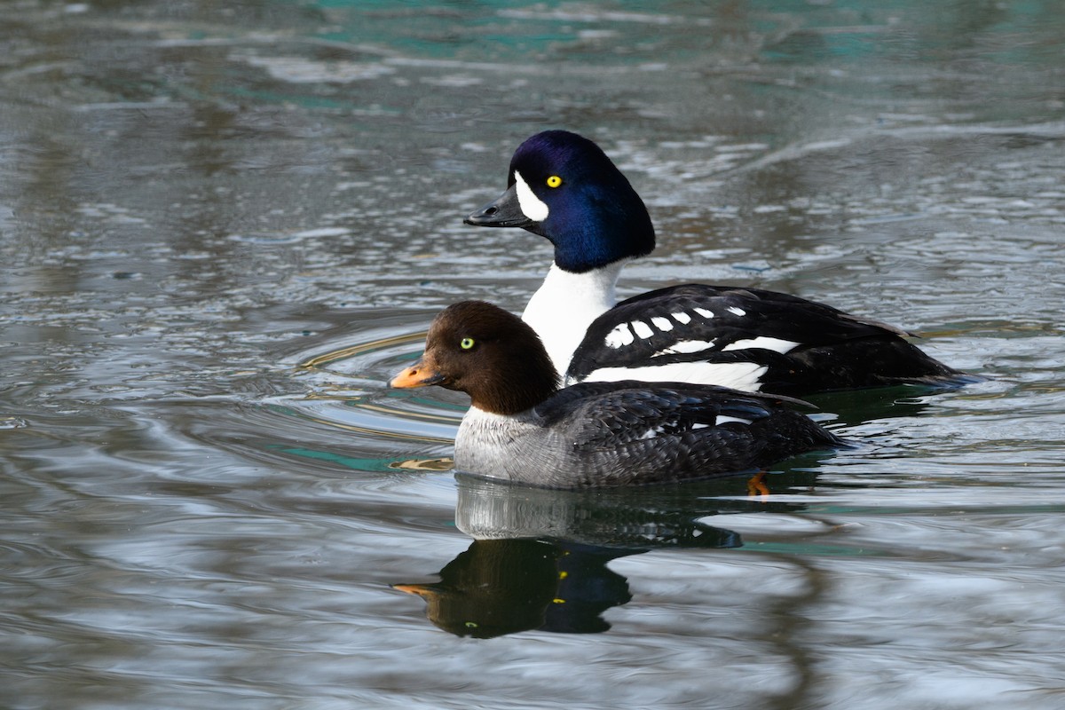 Barrow's Goldeneye - ML617813763