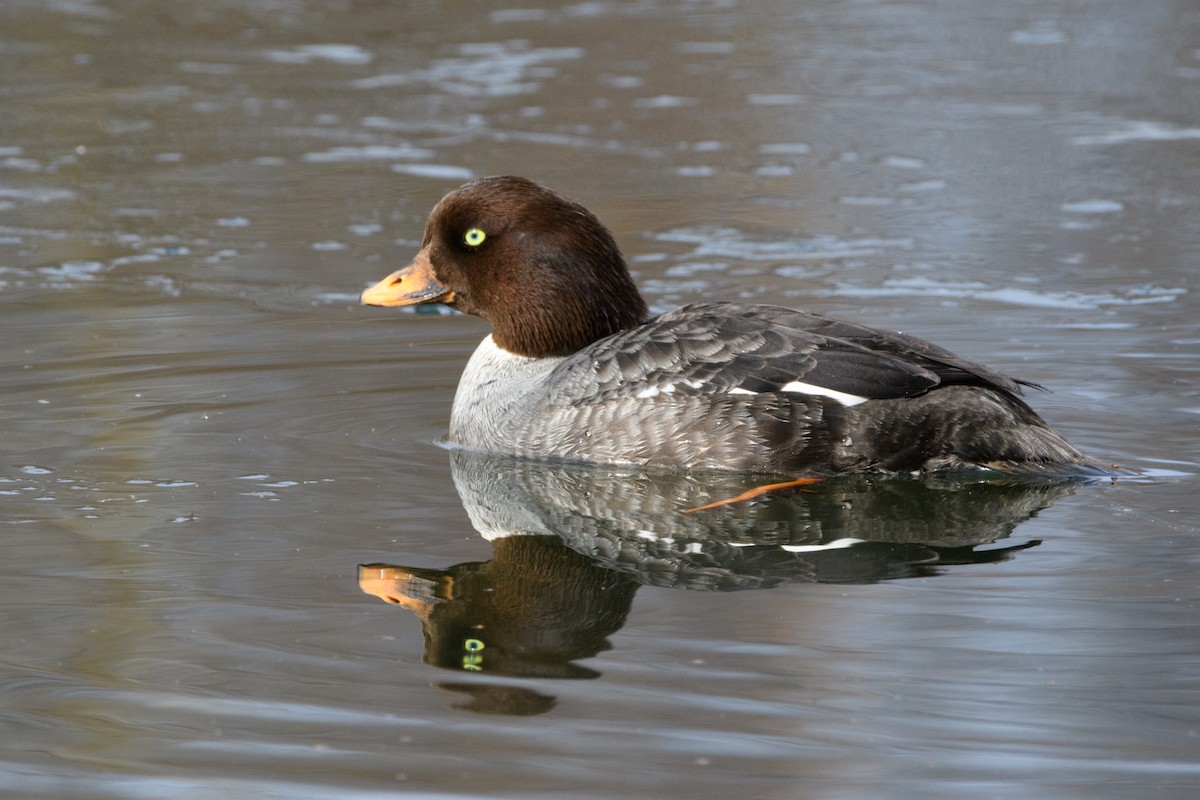 Barrow's Goldeneye - ML617813765