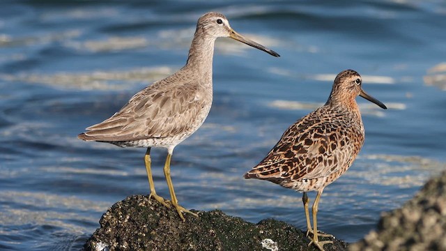 Short-billed Dowitcher - ML617813770