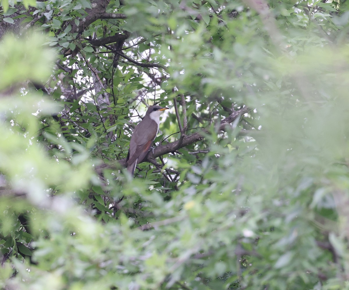 Yellow-billed Cuckoo - Andy Gee