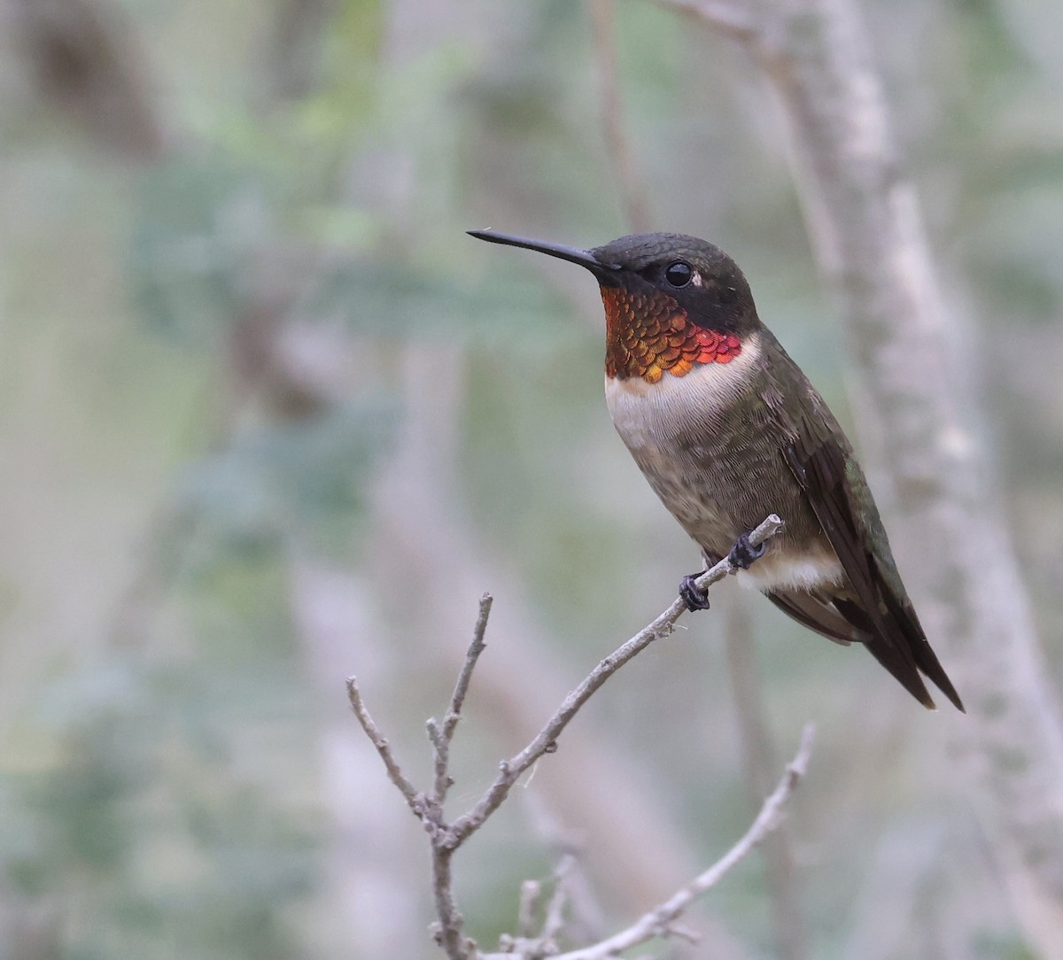 Ruby-throated Hummingbird - ML617813777