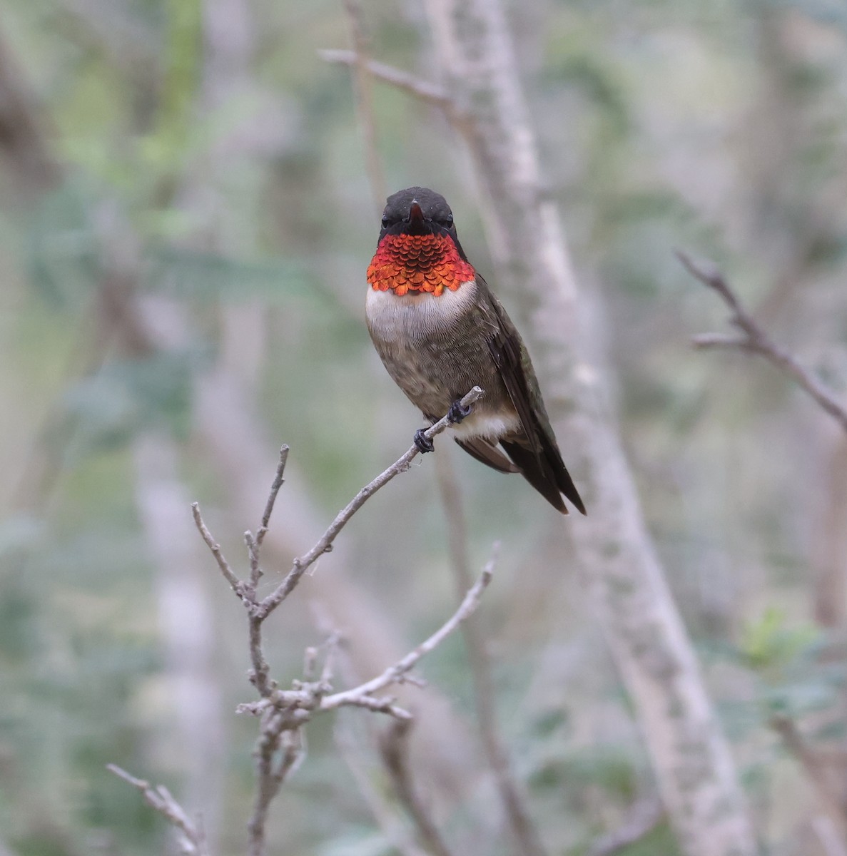 Ruby-throated Hummingbird - ML617813778