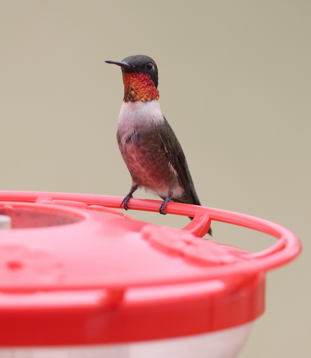 Ruby-throated Hummingbird - ML617813779