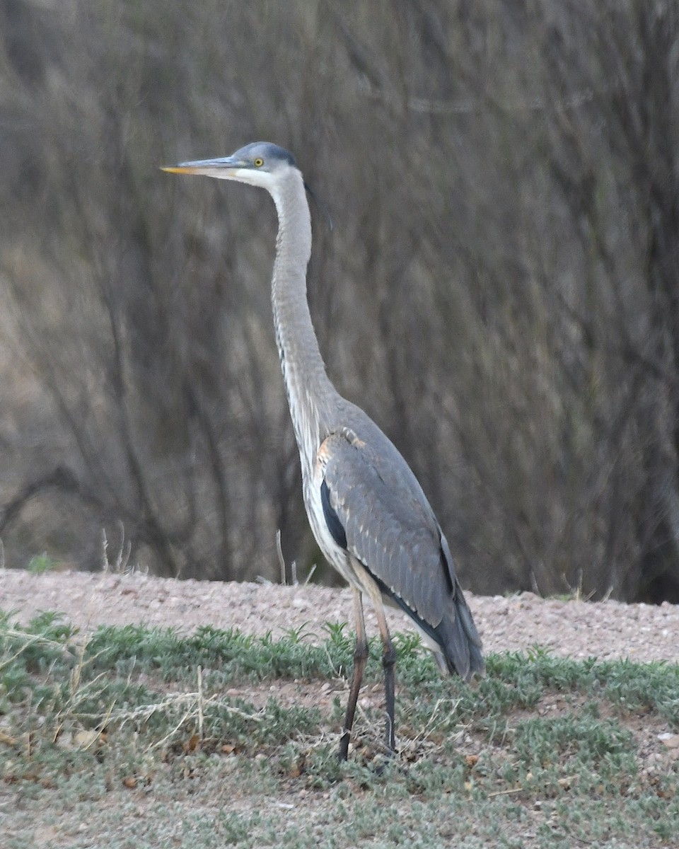 Great Blue Heron - Ted Wolff
