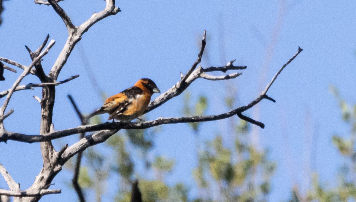 Black-headed Grosbeak - Timothy Aarons