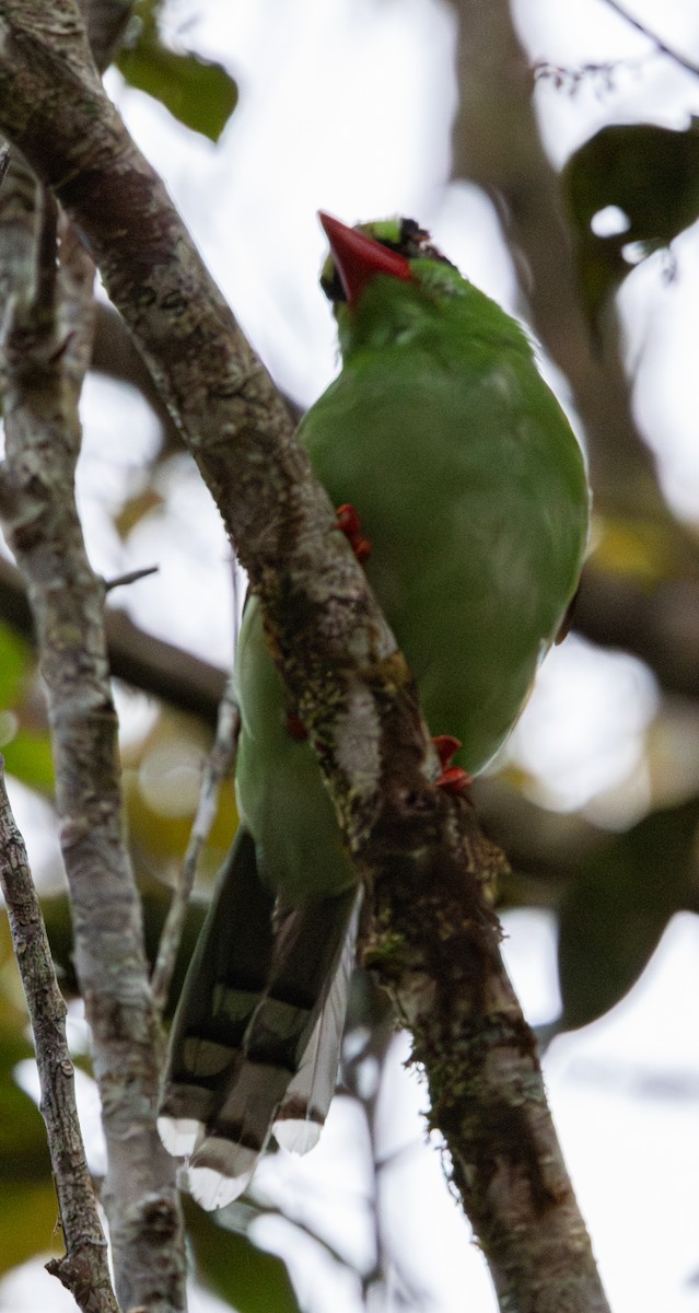 Borneo Yeşil Saksağanı - ML617813895