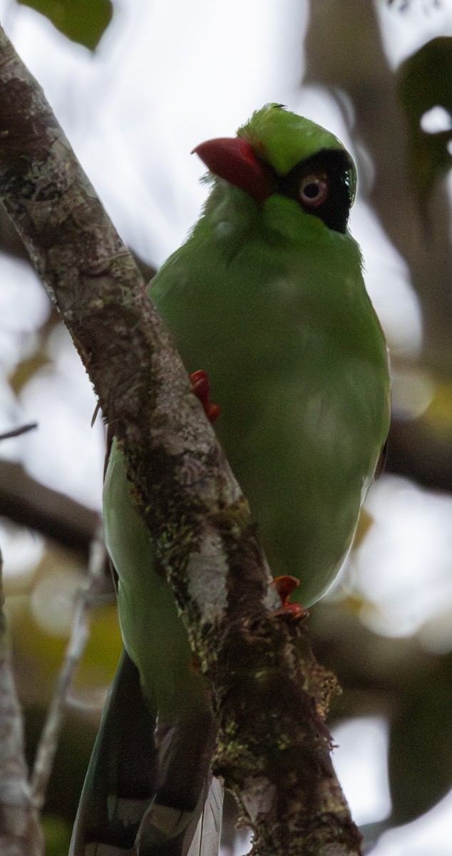 Borneo Yeşil Saksağanı - ML617813899