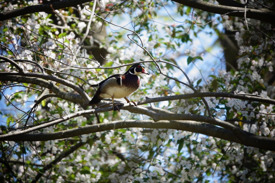 Wood Duck - Anonymous