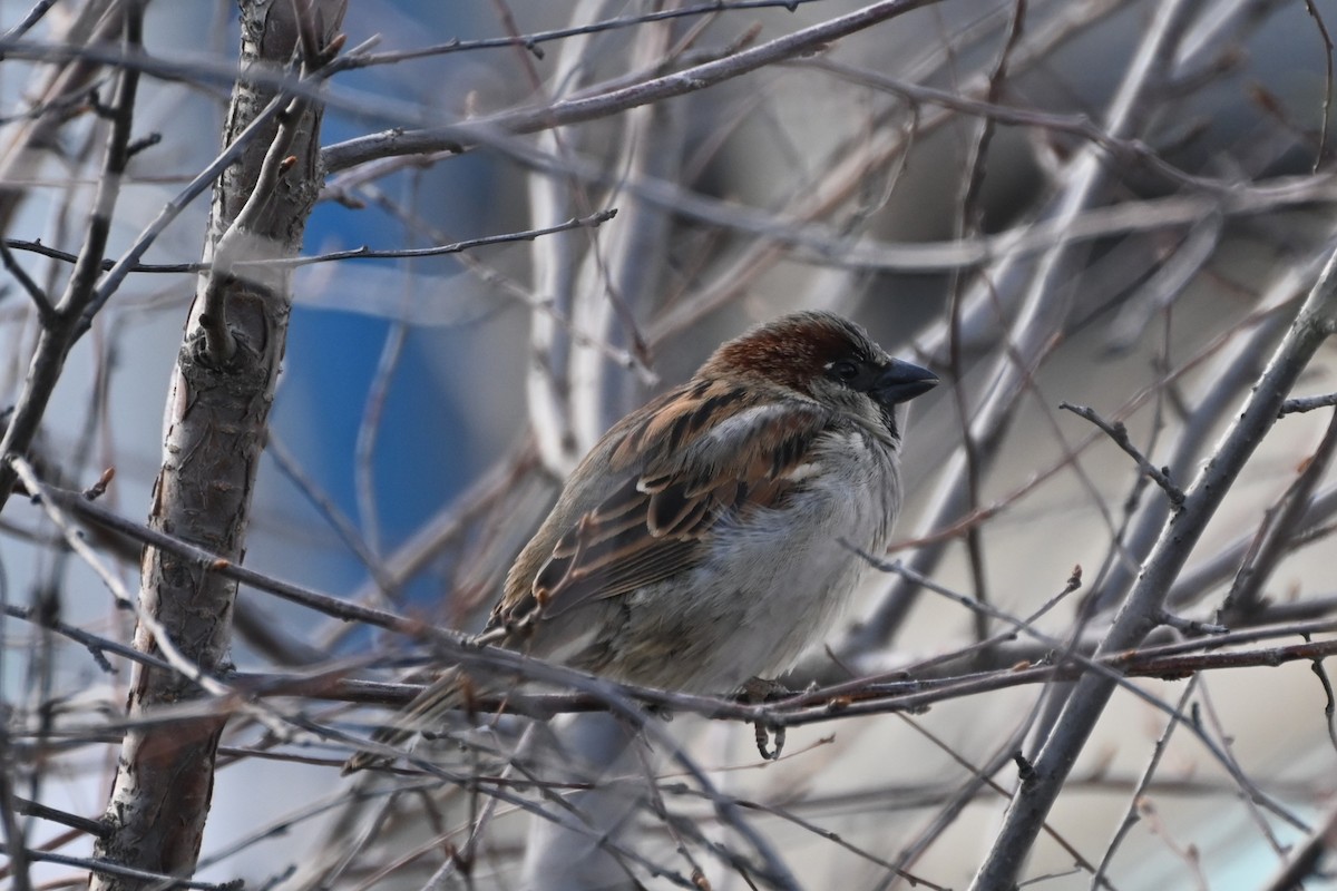 House Sparrow - ML617813925