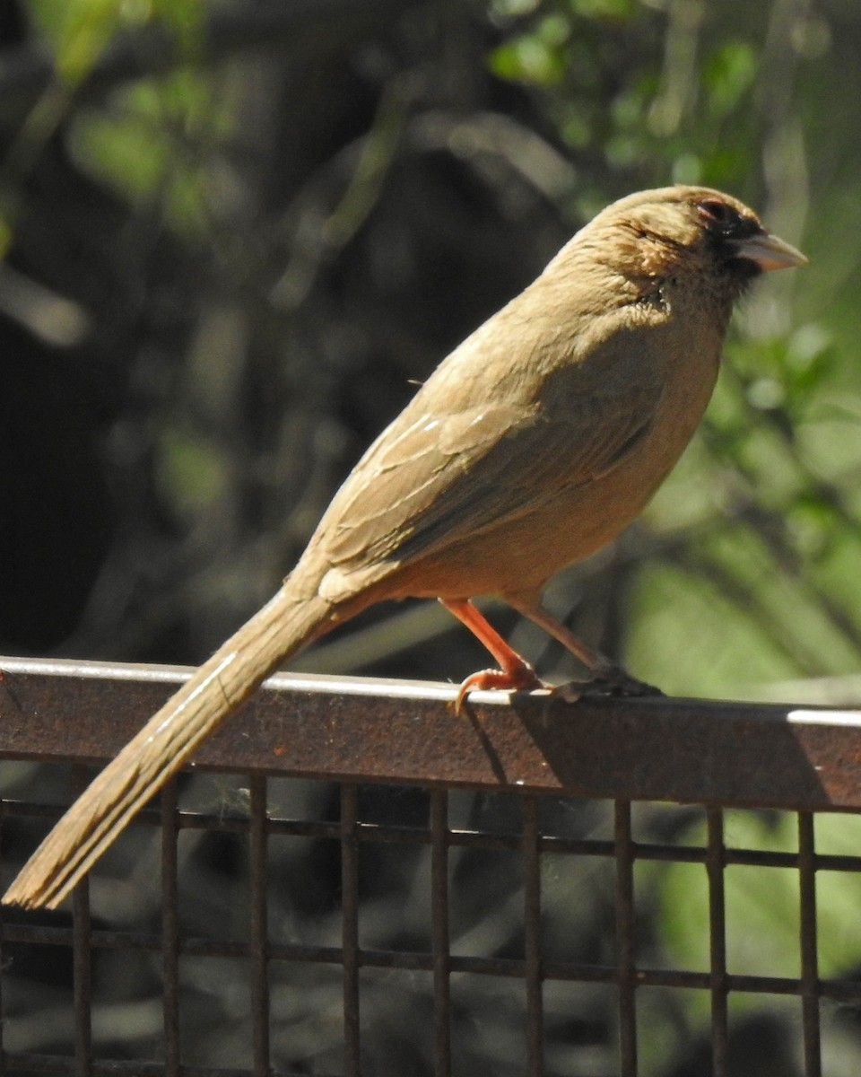 Abert's Towhee - ML617813947