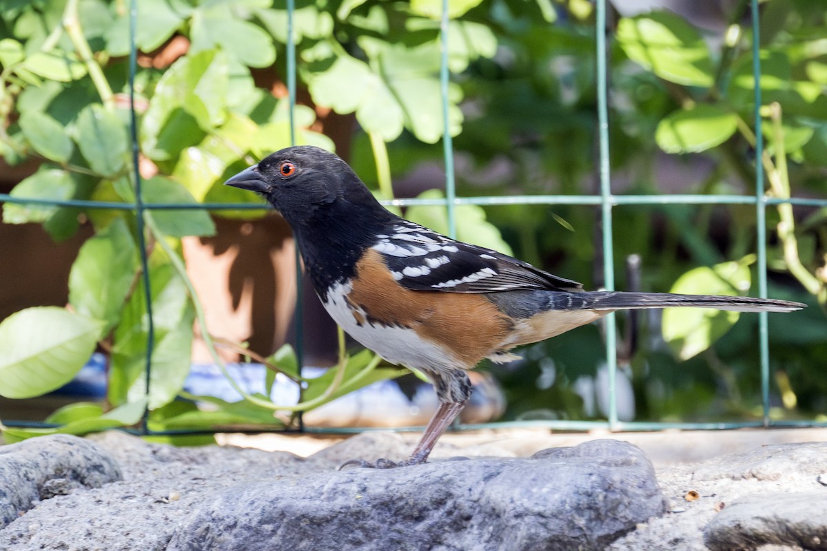 Spotted Towhee - ML617813965