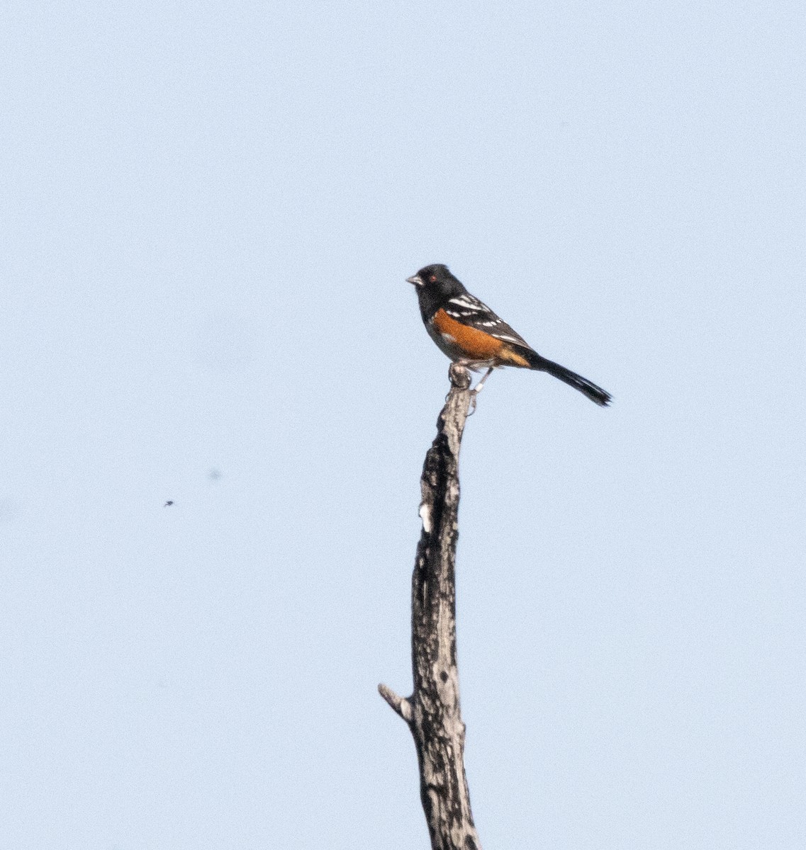 Spotted Towhee - Timothy Aarons