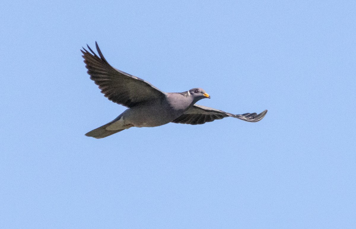 Band-tailed Pigeon - Timothy Aarons