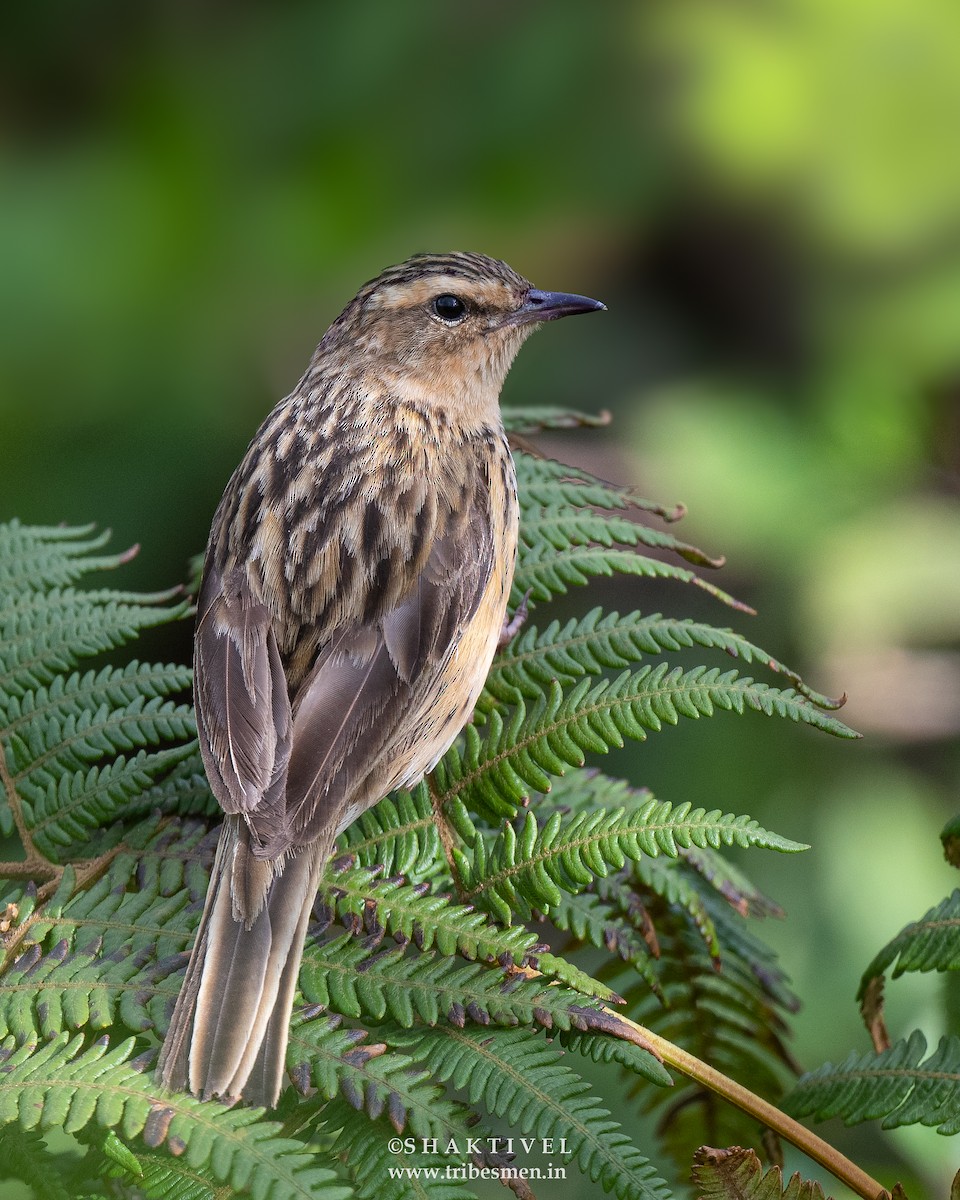 Nilgiri Pipit - ML617814064