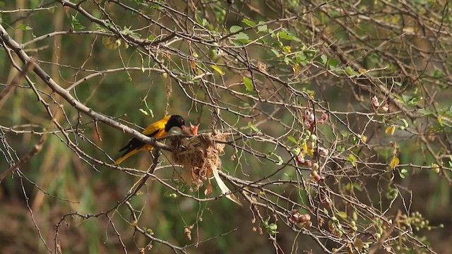 Black-hooded Oriole - ML617814070