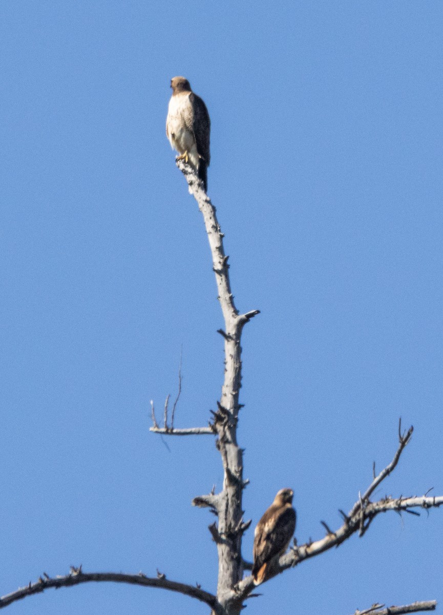 Red-tailed Hawk - ML617814090