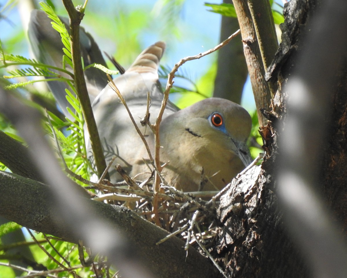 White-winged Dove - ML617814108