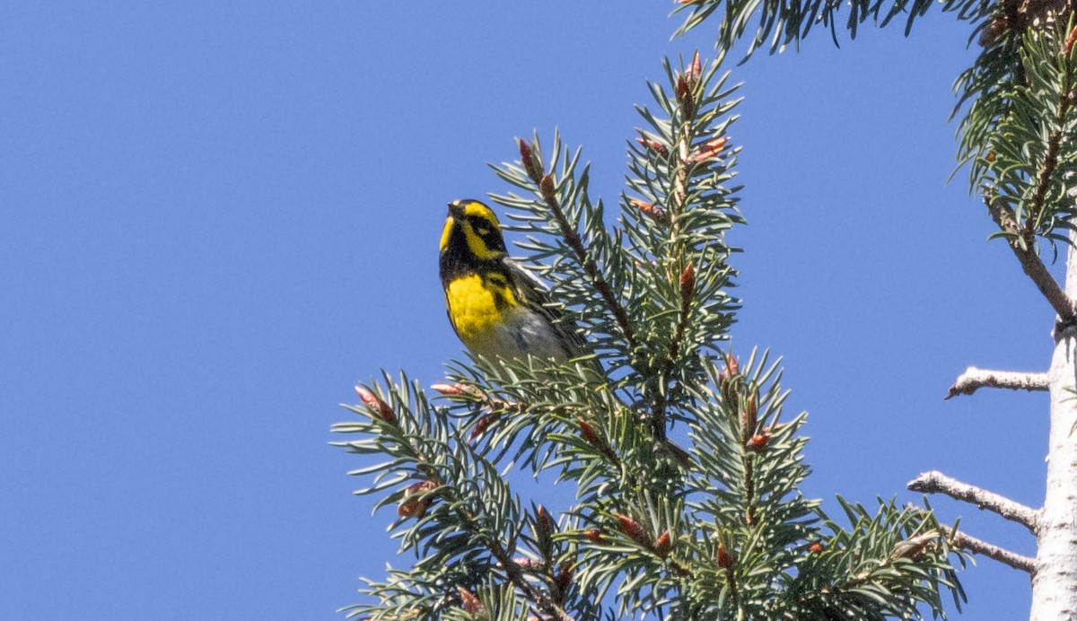 Townsend's Warbler - Timothy Aarons