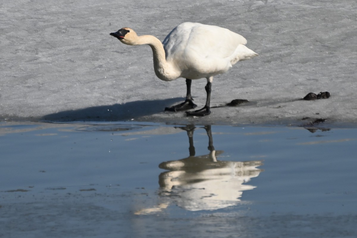 Trumpeter Swan - ML617814113