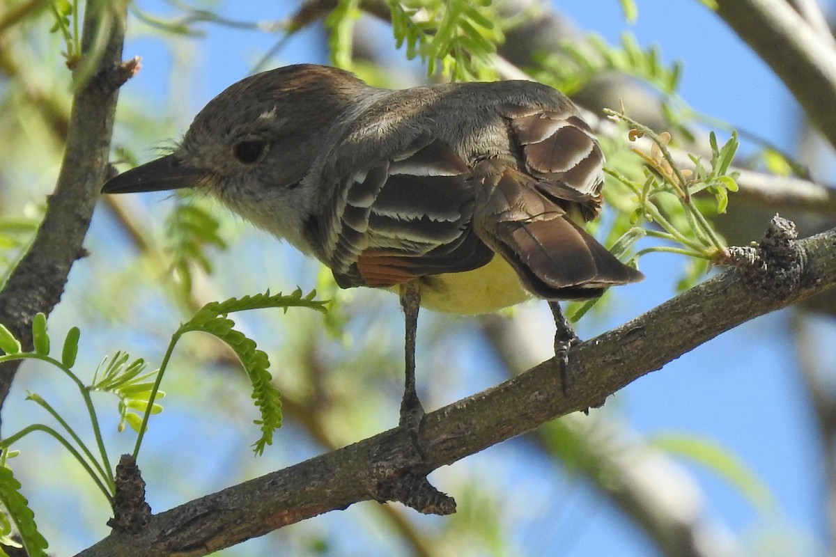 Ash-throated Flycatcher - ML617814130