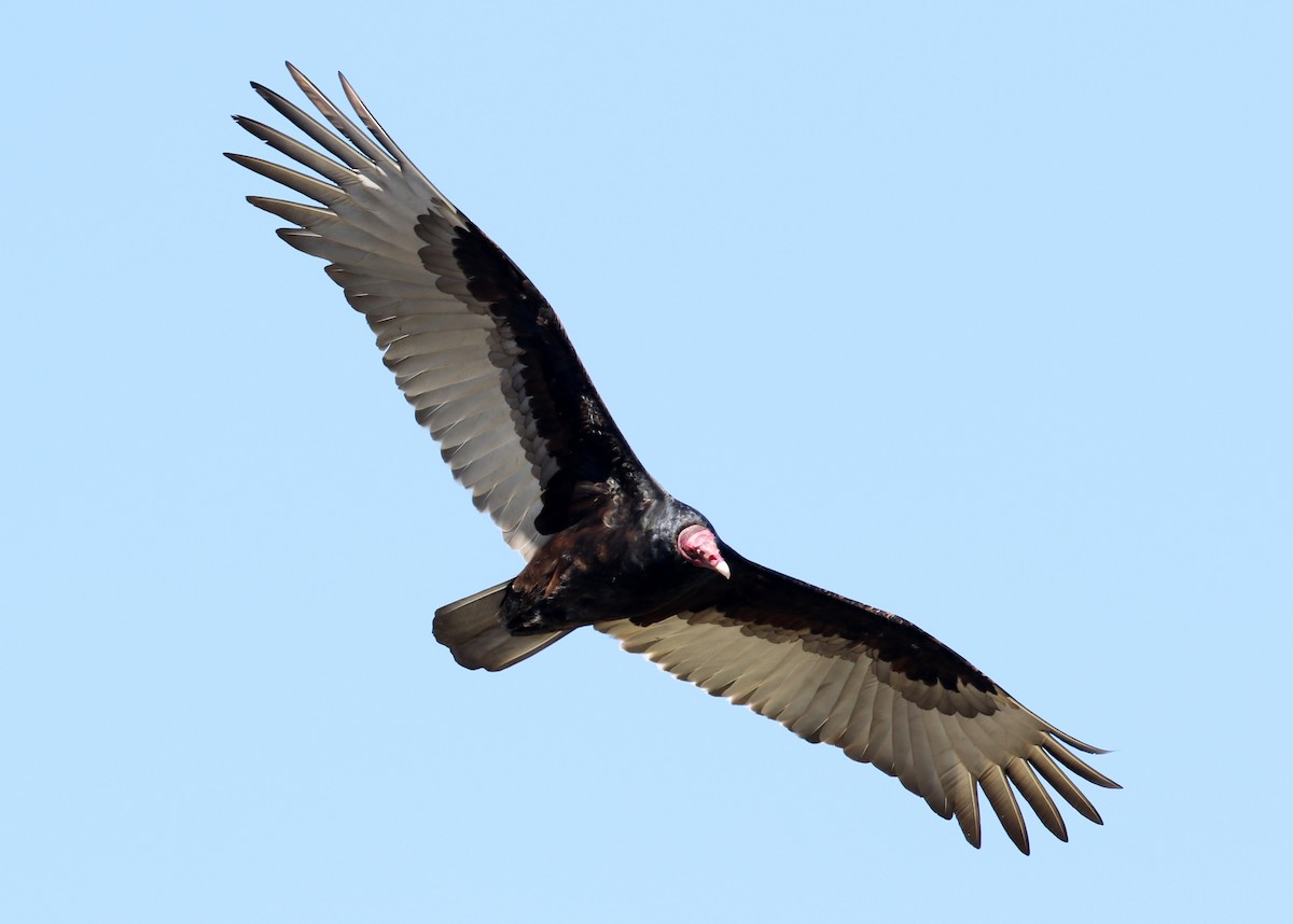 Turkey Vulture - ML617814131