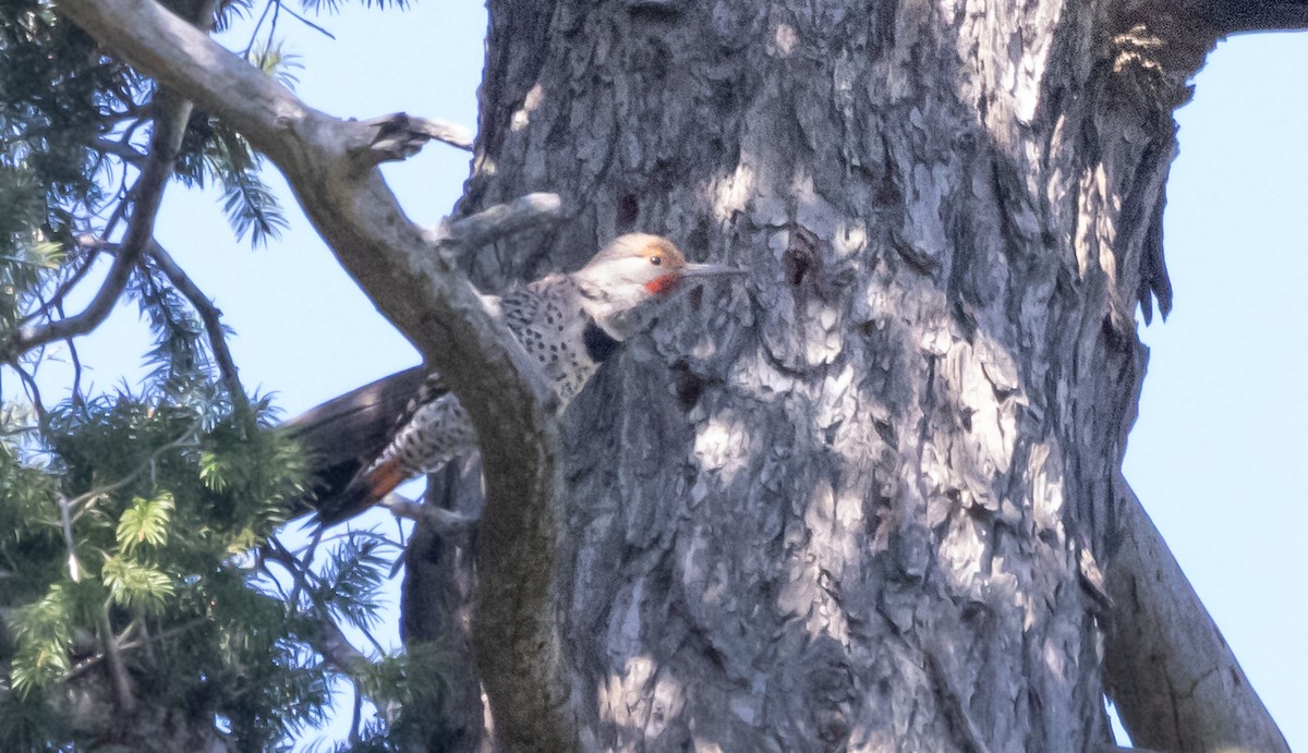 Northern Flicker - ML617814132