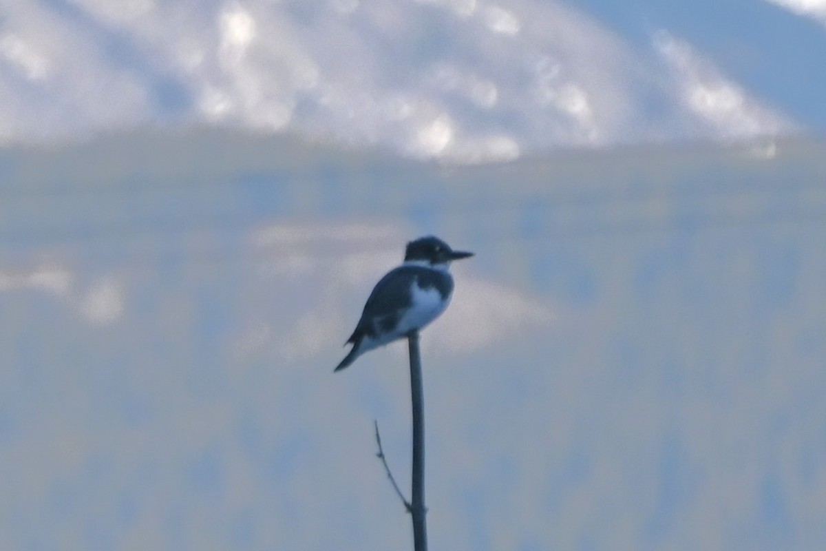 Belted Kingfisher - ML617814133