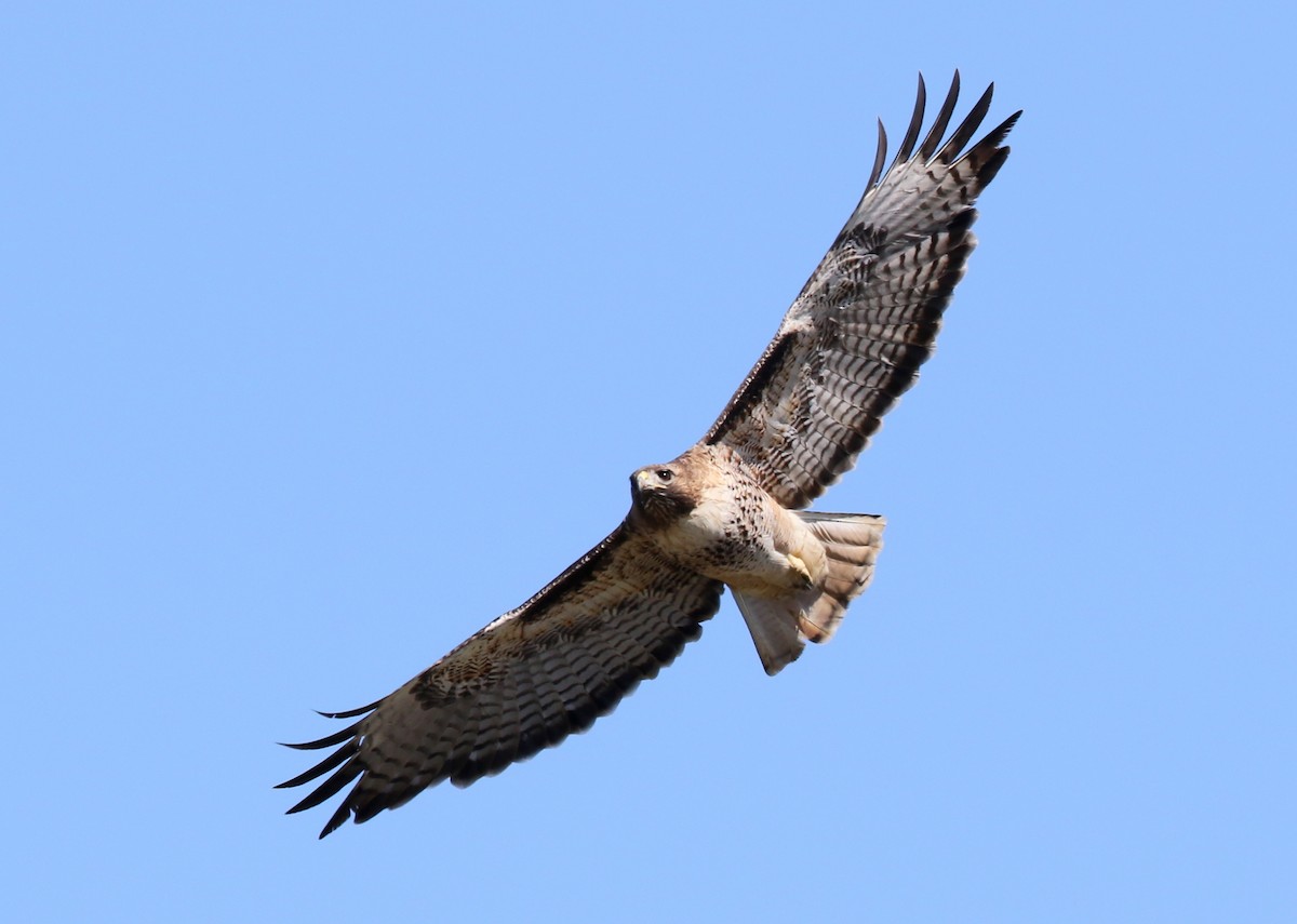 Red-tailed Hawk - Steve Rottenborn