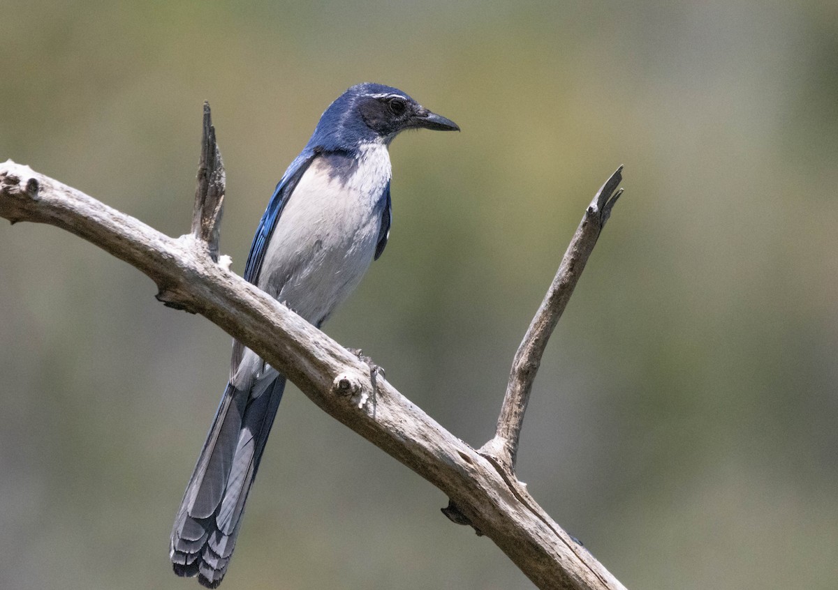 California Scrub-Jay - ML617814139