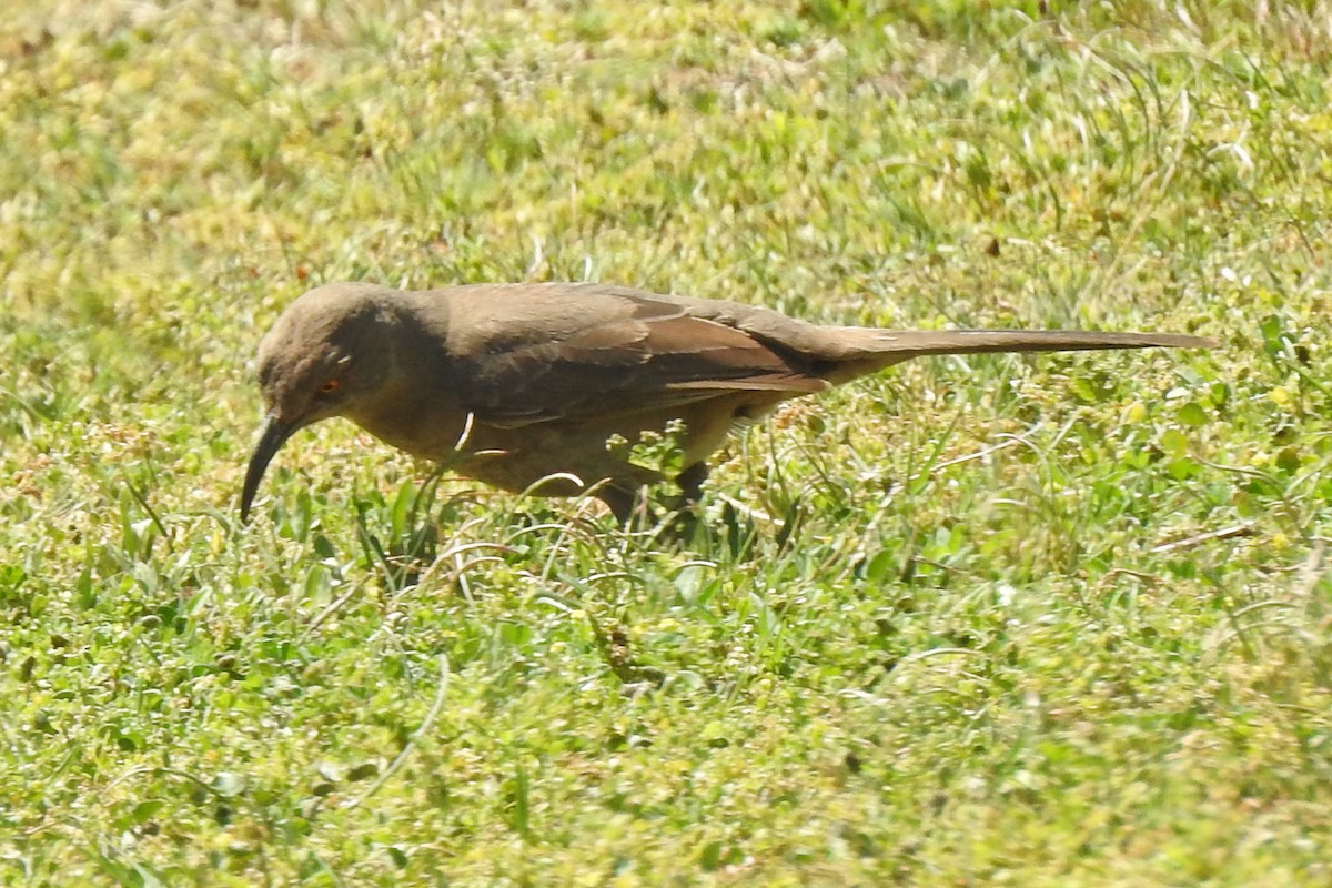 Curve-billed Thrasher - ML617814141