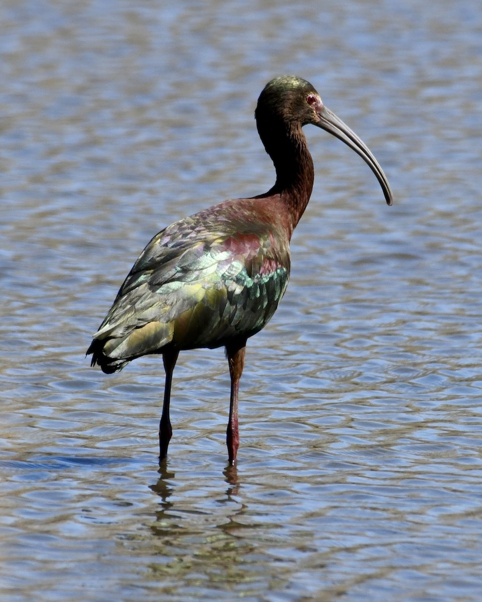 White-faced Ibis - michelle trotter