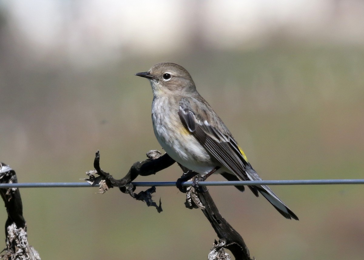 Yellow-rumped Warbler (Audubon's) - ML617814167