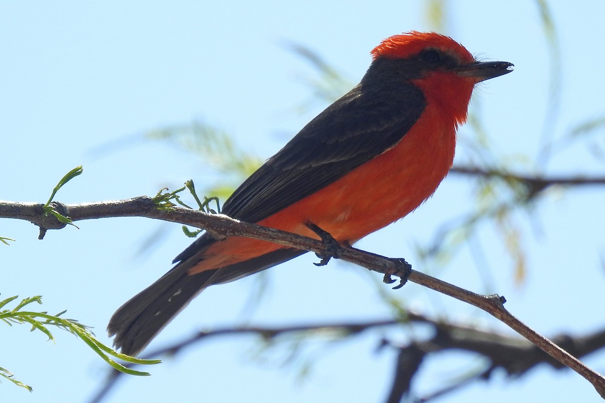 Vermilion Flycatcher - ML617814183