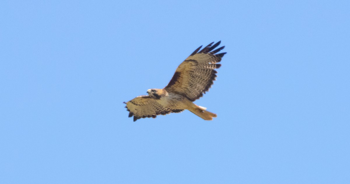 Red-tailed Hawk - Timothy Aarons