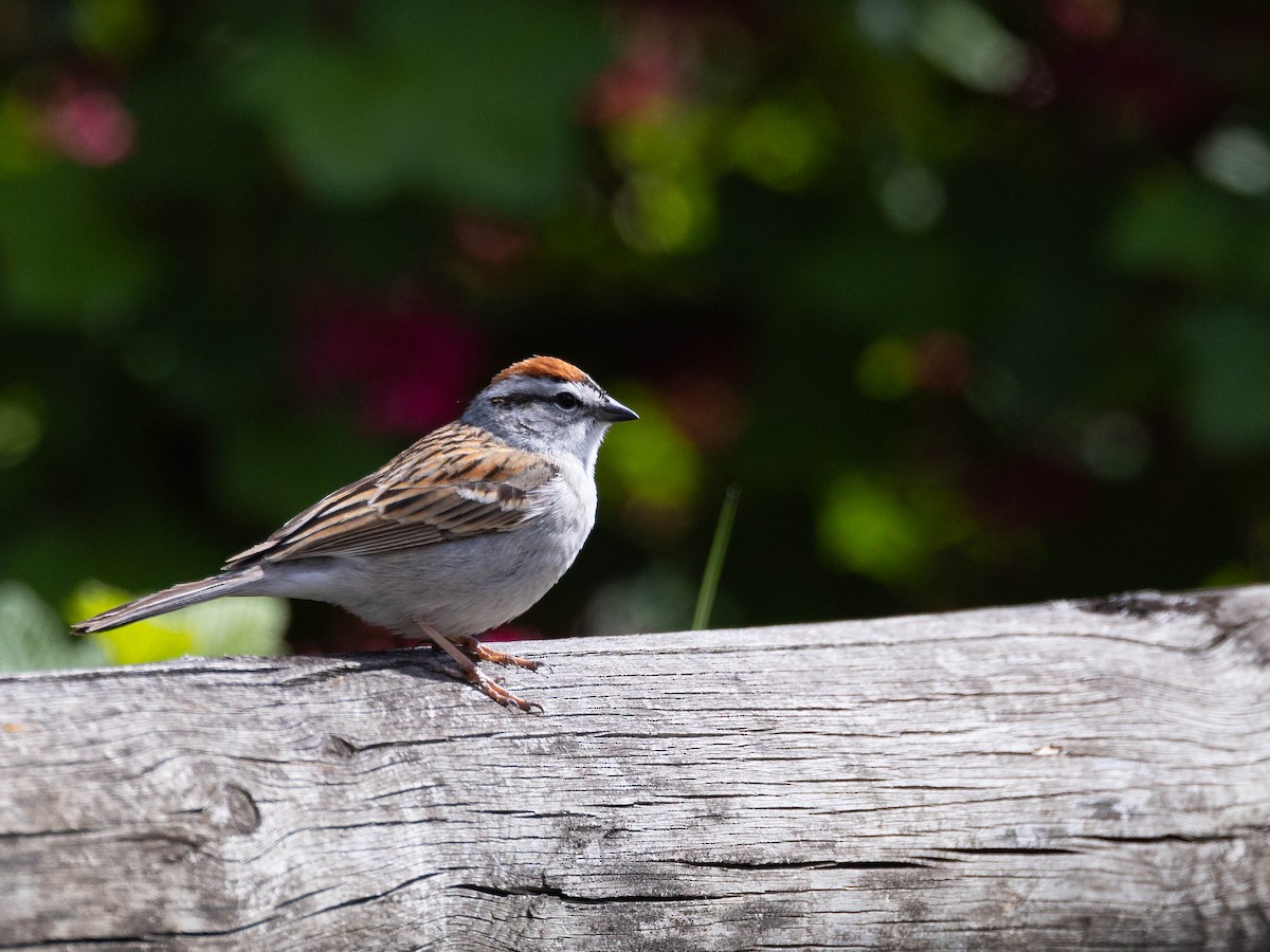 Chipping Sparrow - ML617814219