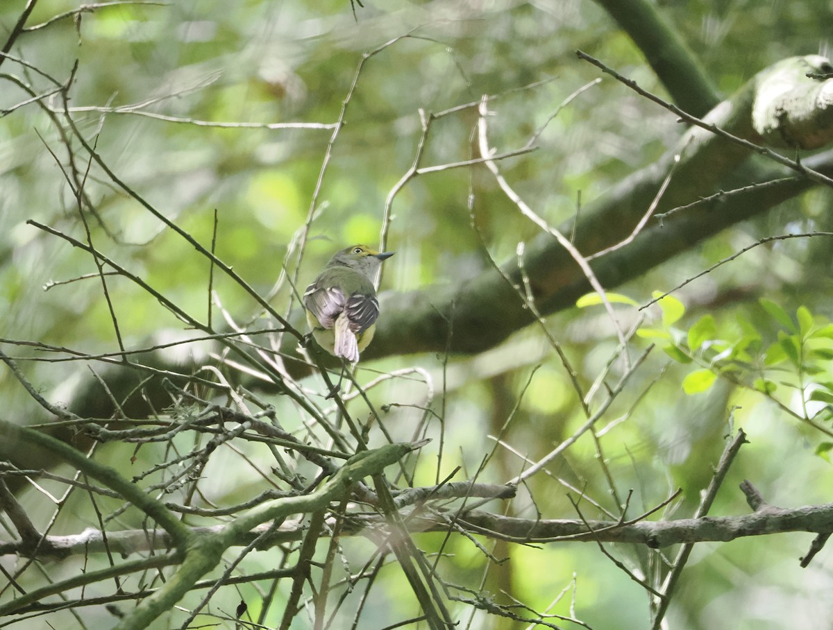 Viréo aux yeux blancs - ML617814226