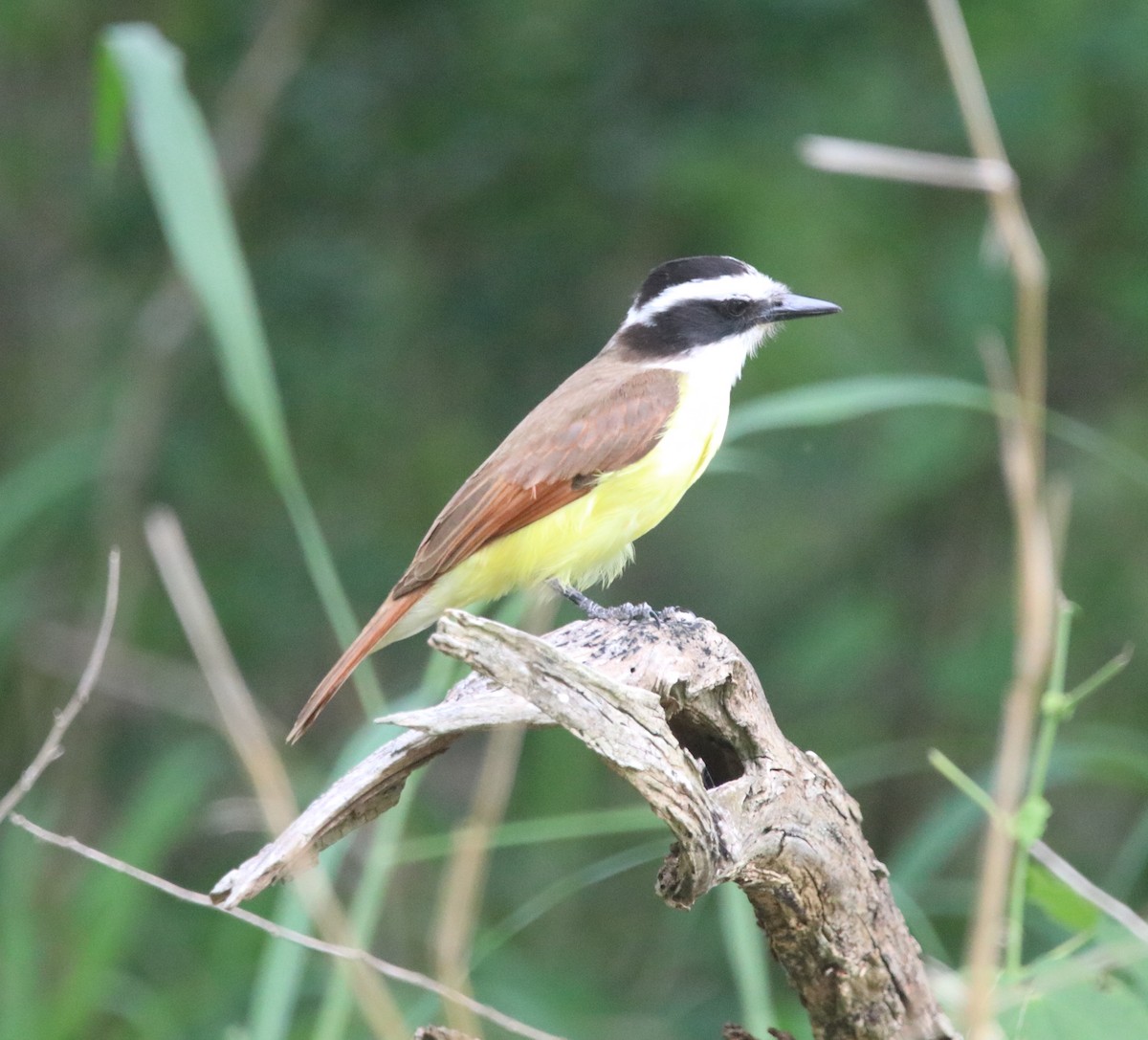 Great Kiskadee - ML617814287