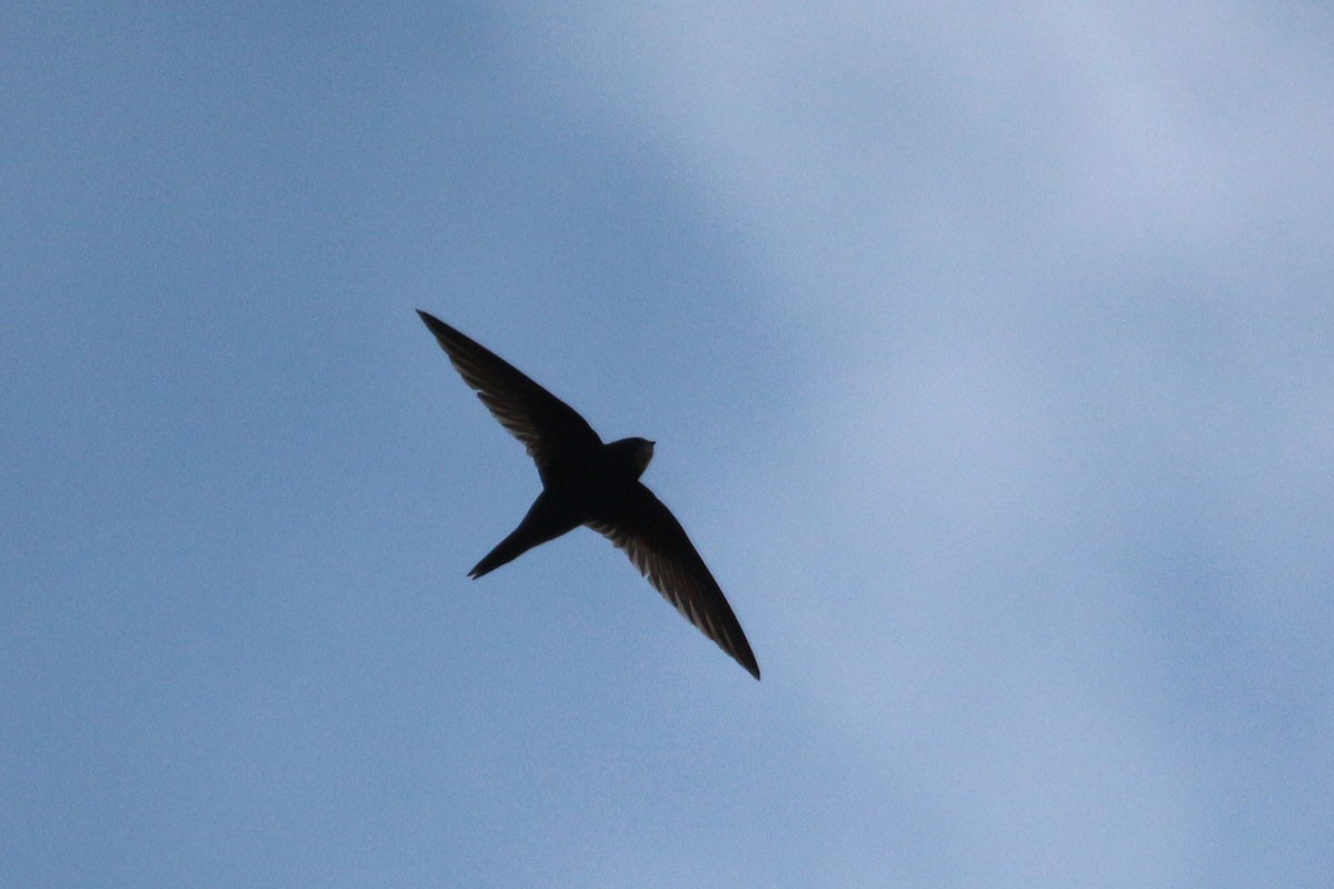 Common Swift - ML61781431