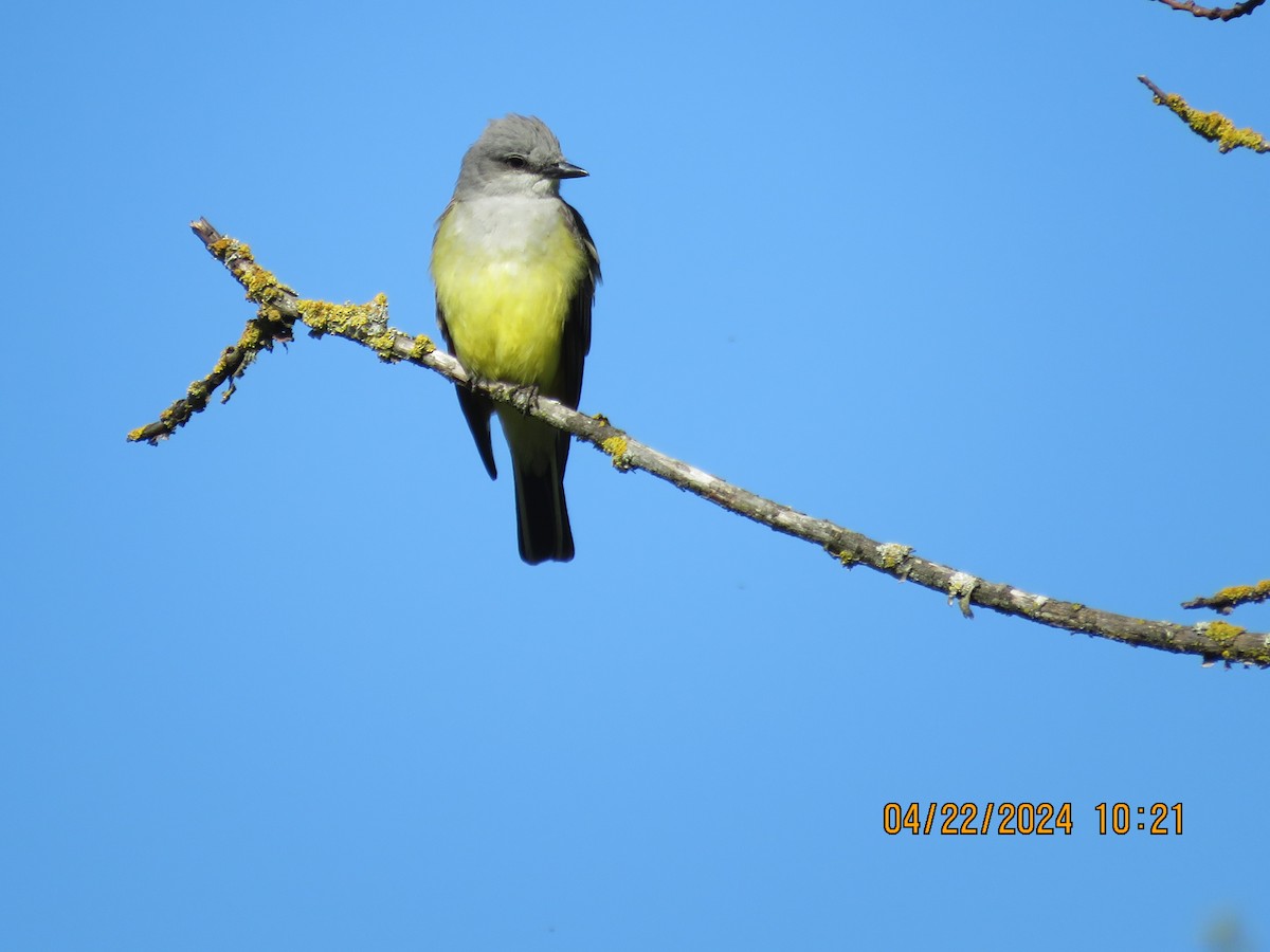 Western Kingbird - Philip Calise