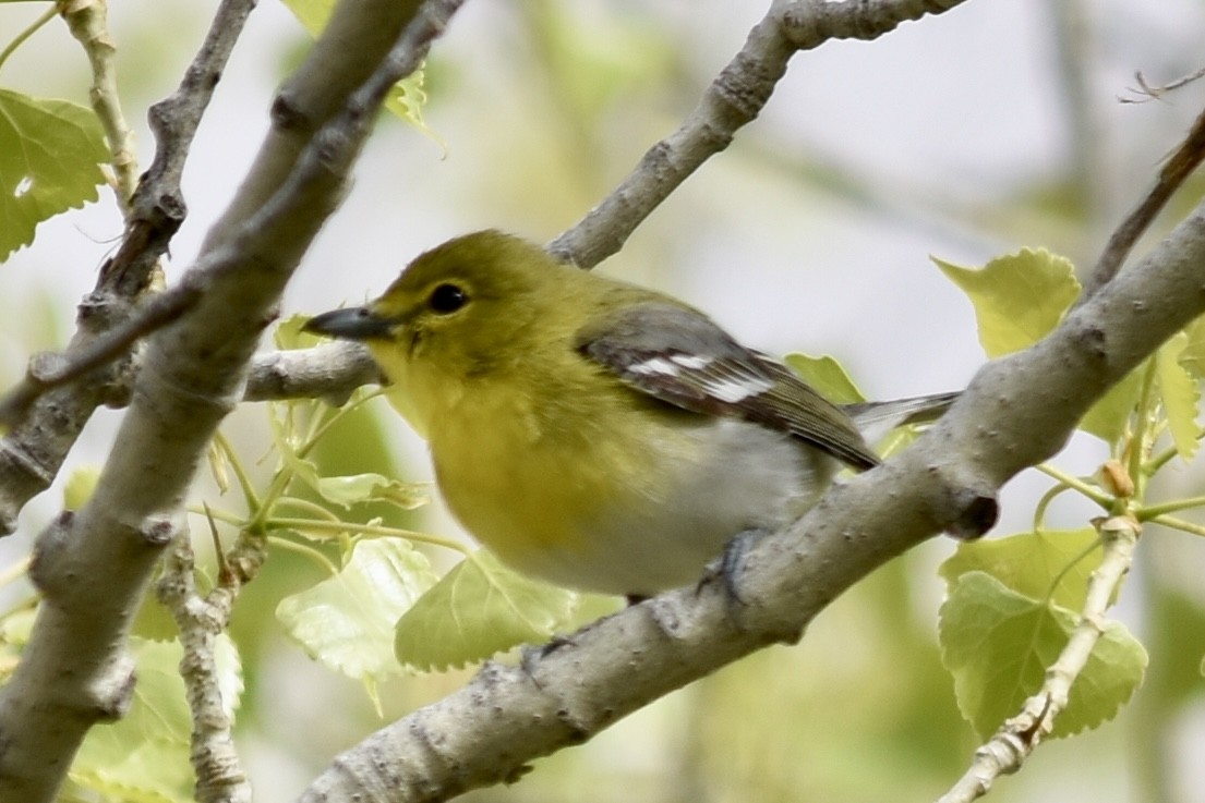 Yellow-throated Vireo - ML617814371